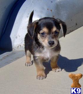 Dachshund Puppies for Sale